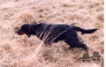 Setter Gordon SUNDOWNER'S JARAH Setter Gordon SUNDOWNER'S JARAH